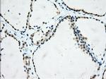 USP5 Antibody in Immunohistochemistry (Paraffin) (IHC (P))