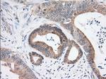 USP5 Antibody in Immunohistochemistry (Paraffin) (IHC (P))