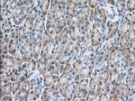 USP5 Antibody in Immunohistochemistry (Paraffin) (IHC (P))