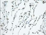 USP5 Antibody in Immunohistochemistry (Paraffin) (IHC (P))