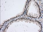 USP5 Antibody in Immunohistochemistry (Paraffin) (IHC (P))