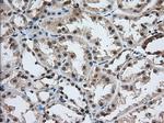 USP5 Antibody in Immunohistochemistry (Paraffin) (IHC (P))