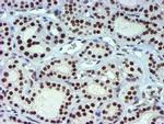 USP7 Antibody in Immunohistochemistry (Paraffin) (IHC (P))