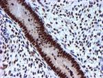 USP7 Antibody in Immunohistochemistry (Paraffin) (IHC (P))