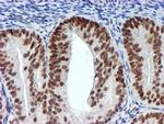 USP7 Antibody in Immunohistochemistry (Paraffin) (IHC (P))