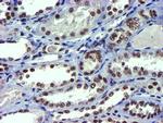 USP7 Antibody in Immunohistochemistry (Paraffin) (IHC (P))