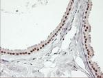 USP7 Antibody in Immunohistochemistry (Paraffin) (IHC (P))