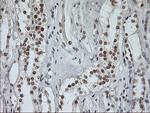 USP7 Antibody in Immunohistochemistry (Paraffin) (IHC (P))