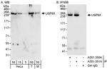 USP9X Antibody in Western Blot (WB)