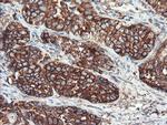 USP9X Antibody in Immunohistochemistry (Paraffin) (IHC (P))