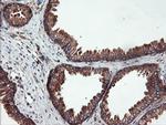 USP9X Antibody in Immunohistochemistry (Paraffin) (IHC (P))