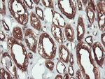 USP9X Antibody in Immunohistochemistry (Paraffin) (IHC (P))