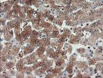 USP9X Antibody in Immunohistochemistry (Paraffin) (IHC (P))