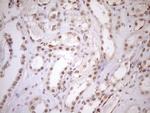 UTP11L Antibody in Immunohistochemistry (Paraffin) (IHC (P))