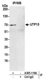 UTP15 Antibody in Immunoprecipitation (IP)