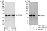 UVRAG Antibody in Western Blot (WB)