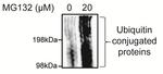 Ubiquitin Antibody in Western Blot (WB)