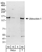 Ubinuclein-1 Antibody in Western Blot (WB)