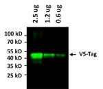 V5 Tag Antibody in Western Blot (WB)