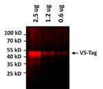 V5 Tag Antibody in Western Blot (WB)