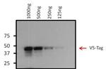 V5 Tag Antibody in Western Blot (WB)