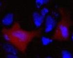 V5 Tag Antibody in Immunocytochemistry (ICC/IF)