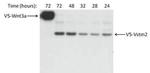 V5 Tag Antibody in Western Blot (WB)