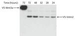 V5 Tag Antibody in Western Blot (WB)