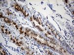 VAMP5 Antibody in Immunohistochemistry (Paraffin) (IHC (P))