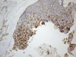 VAPA Antibody in Immunohistochemistry (Paraffin) (IHC (P))