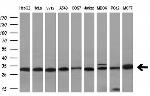 VAPA Antibody in Western Blot (WB)