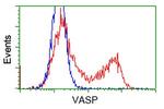 VASP Antibody in Flow Cytometry (Flow)