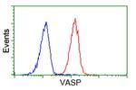 VASP Antibody in Flow Cytometry (Flow)