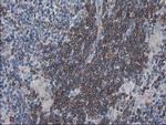 VASP Antibody in Immunohistochemistry (Paraffin) (IHC (P))