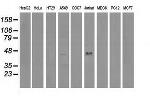 VASP Antibody in Western Blot (WB)