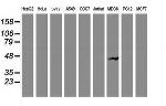 VASP Antibody in Western Blot (WB)