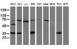 VASP Antibody in Western Blot (WB)