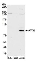 VAV1 Antibody in Western Blot (WB)