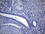 VAX1 Antibody in Immunohistochemistry (Paraffin) (IHC (P))