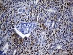 VAX1 Antibody in Immunohistochemistry (Paraffin) (IHC (P))