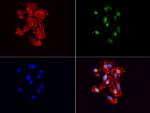 VBP1 Antibody in Immunocytochemistry (ICC/IF)