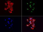 VBP1 Antibody in Immunocytochemistry (ICC/IF)