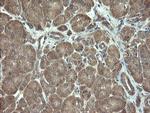 VBP1 Antibody in Immunohistochemistry (Paraffin) (IHC (P))