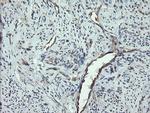 VBP1 Antibody in Immunohistochemistry (Paraffin) (IHC (P))