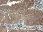 VBP1 Antibody in Immunohistochemistry (Paraffin) (IHC (P))