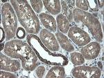 VBP1 Antibody in Immunohistochemistry (Paraffin) (IHC (P))