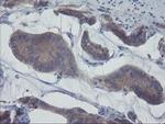 VBP1 Antibody in Immunohistochemistry (Paraffin) (IHC (P))