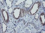 VBP1 Antibody in Immunohistochemistry (Paraffin) (IHC (P))