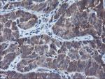 VBP1 Antibody in Immunohistochemistry (Paraffin) (IHC (P))