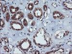 VBP1 Antibody in Immunohistochemistry (Paraffin) (IHC (P))